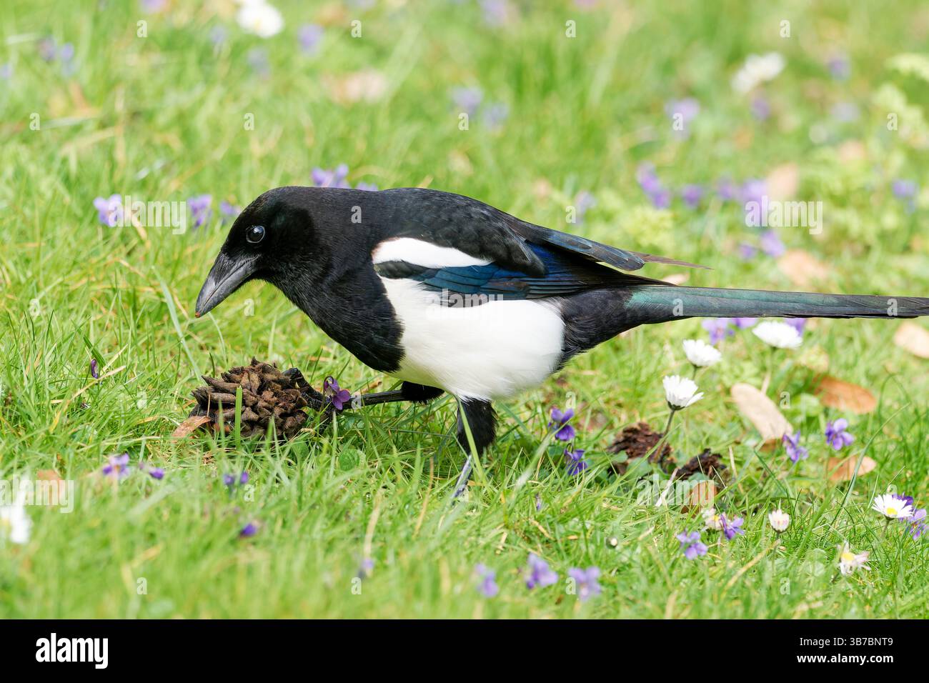 Eine europäische Elster (Pica pica), die durch das Gras wandert und ihre auffälligen schwarz-weißen Federn in einer natürlichen Umgebung präsentiert. Stockfoto
