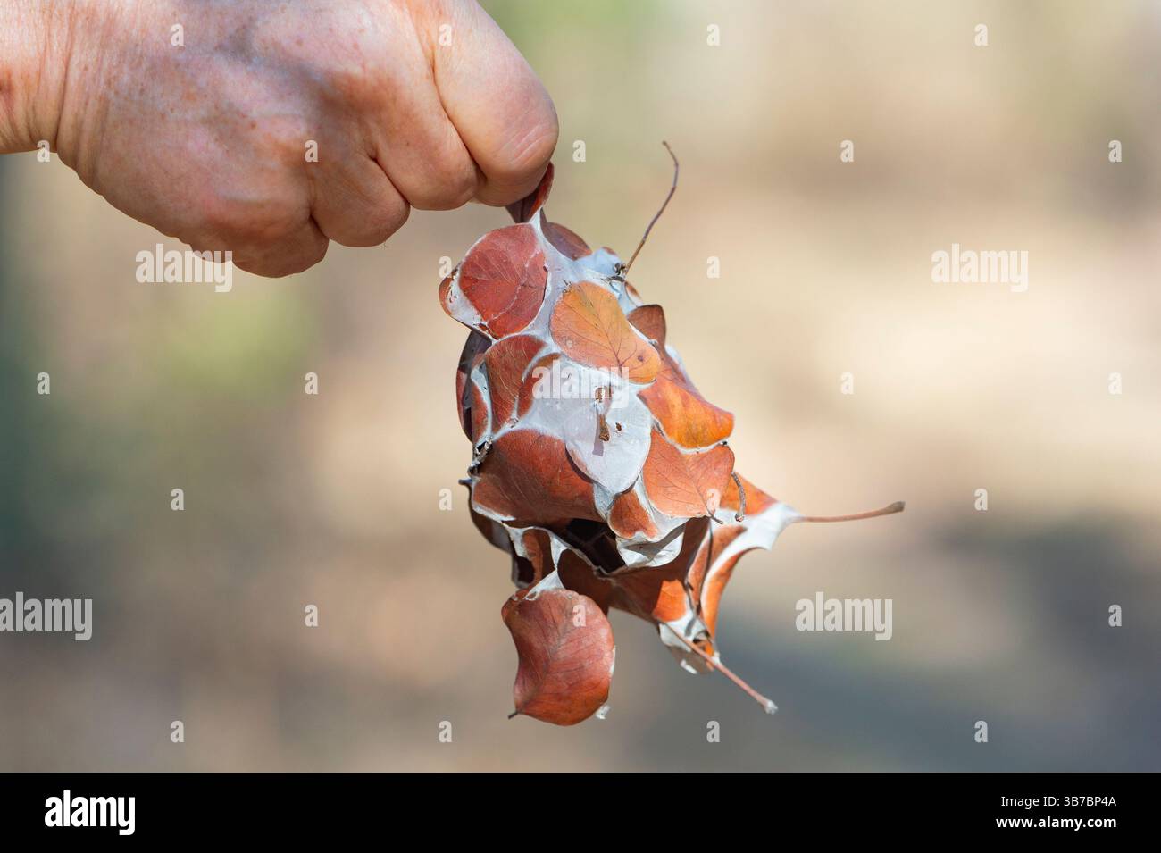 Hand hält ein totes grünes Ameisennest aus zusammengeklebten Blättern, Lakefield National Park, Rinyirru, Cape York Peninsula, Far North Queensland, FNQ, Stockfoto