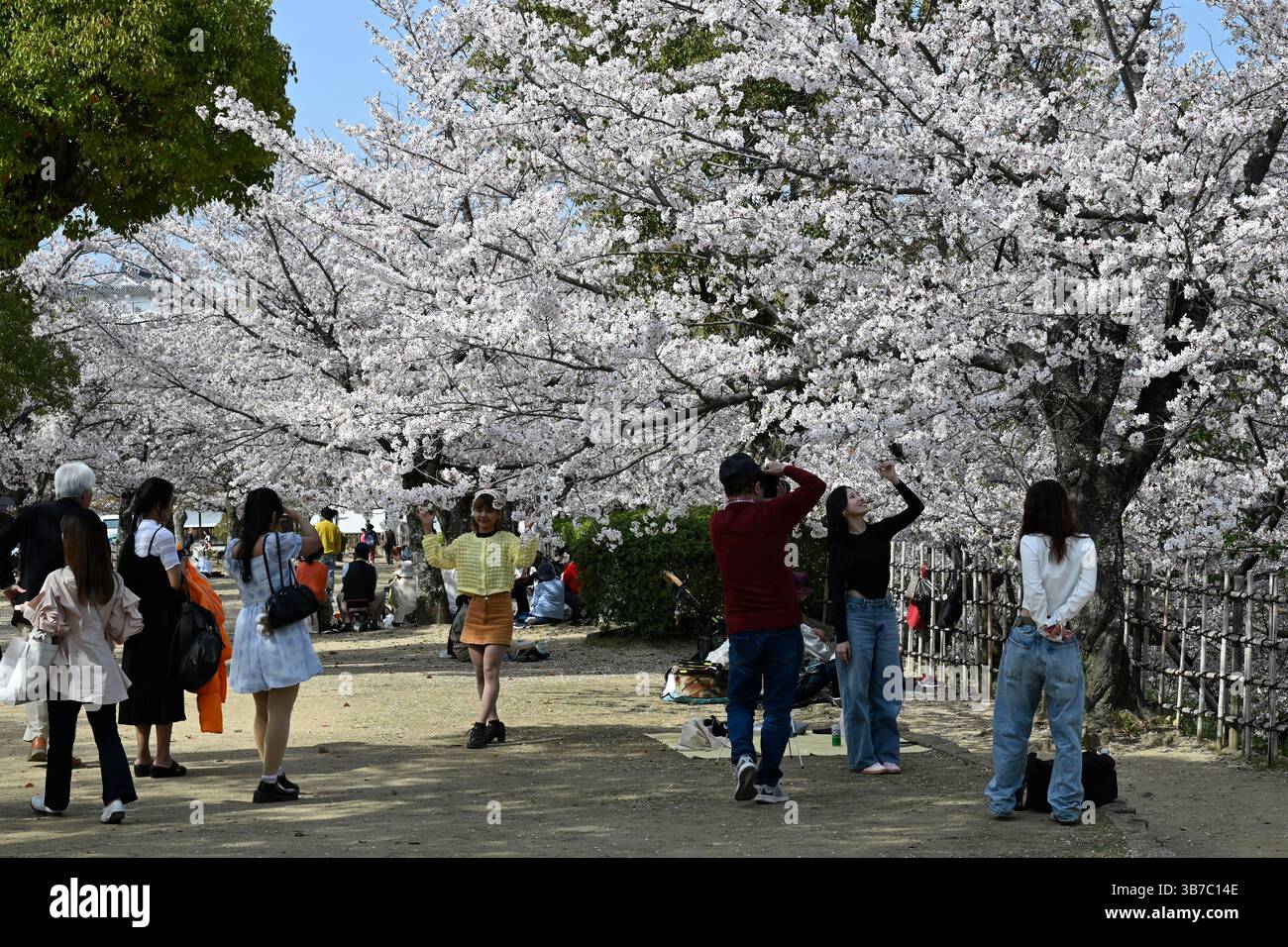 Sakura Kirschblütenfest auf der Insel Himeji Honshu Japan. Stockfoto