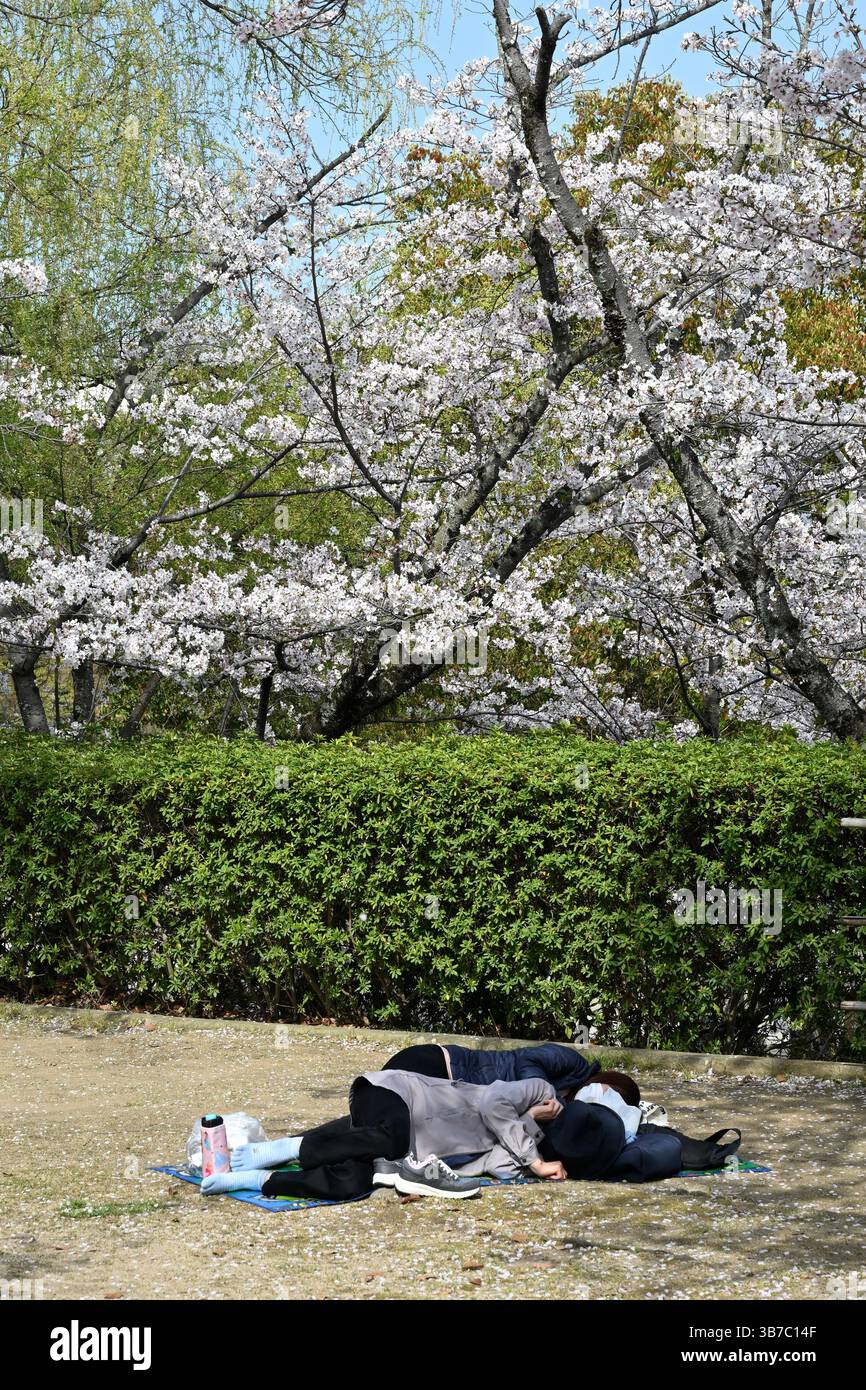 Sakura Kirschblütenfest auf der Insel Himeji Honshu Japan. Stockfoto
