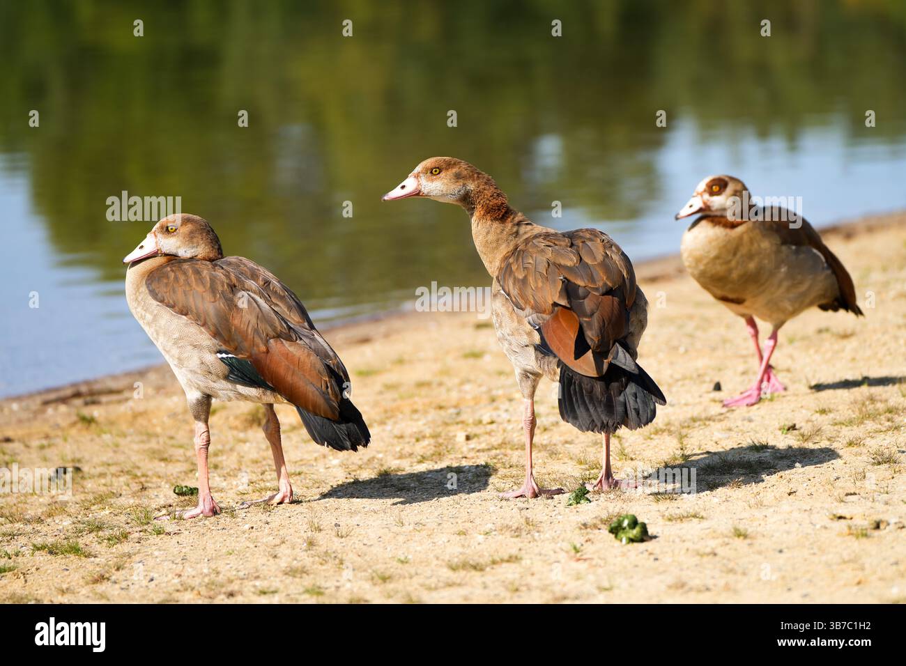 Porträt einer ägyptischen Gans am Ufer eines Sees. Vogel in der Natur. Stockfoto