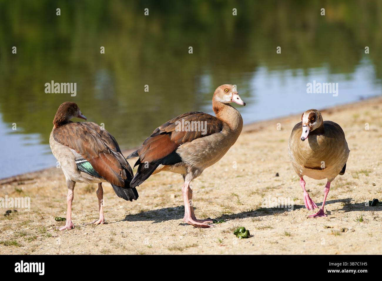 Porträt einer ägyptischen Gans am Ufer eines Sees. Vogel in der Natur. Stockfoto