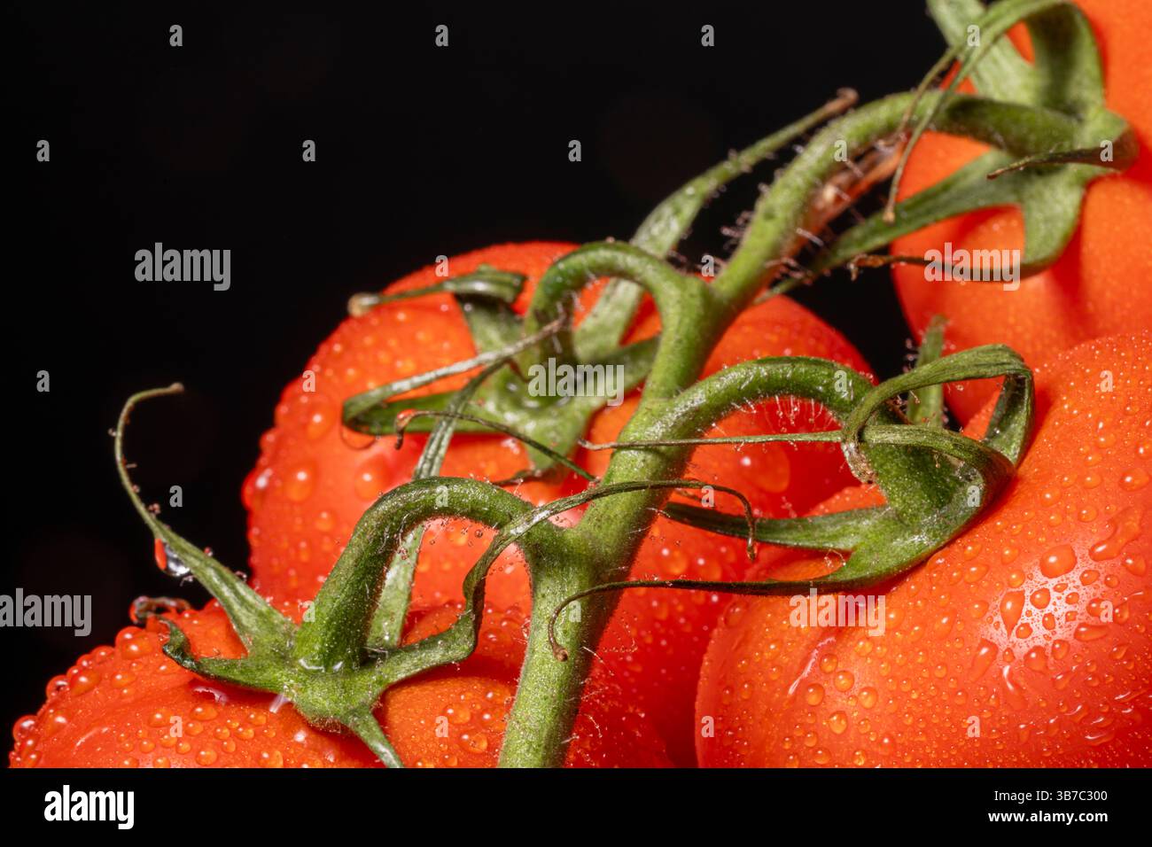 Eine Nahaufnahme von tau bedeckten Tomaten, die auf einer Rebe wachsen Stockfoto