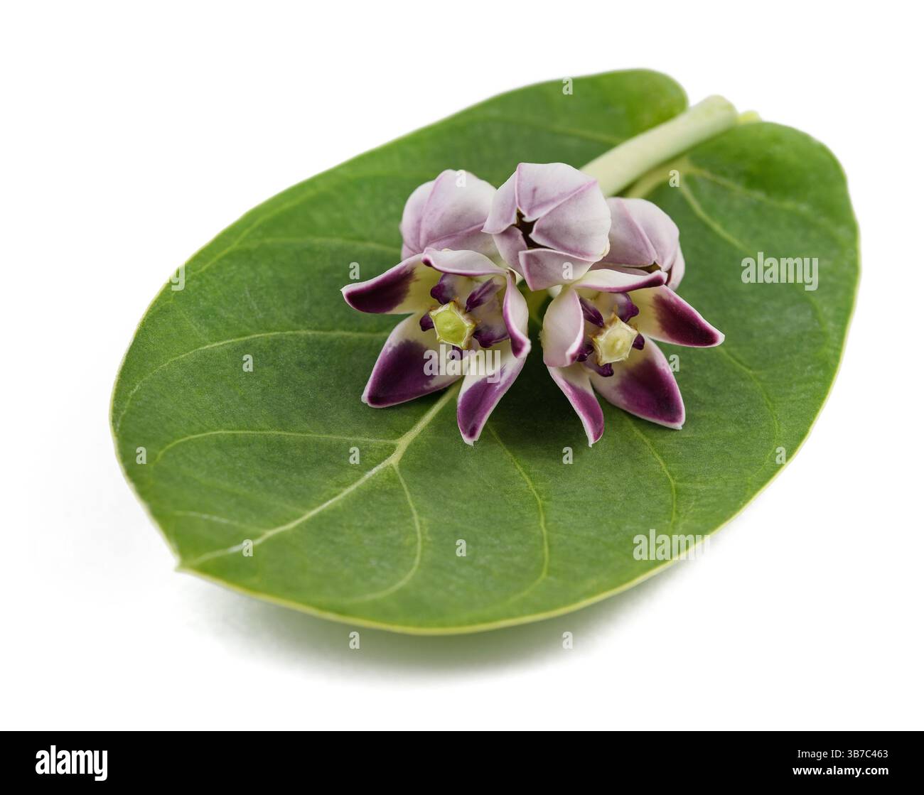 Gummibaum blumen -Fotos und -Bildmaterial in hoher Auflsung  Alamy