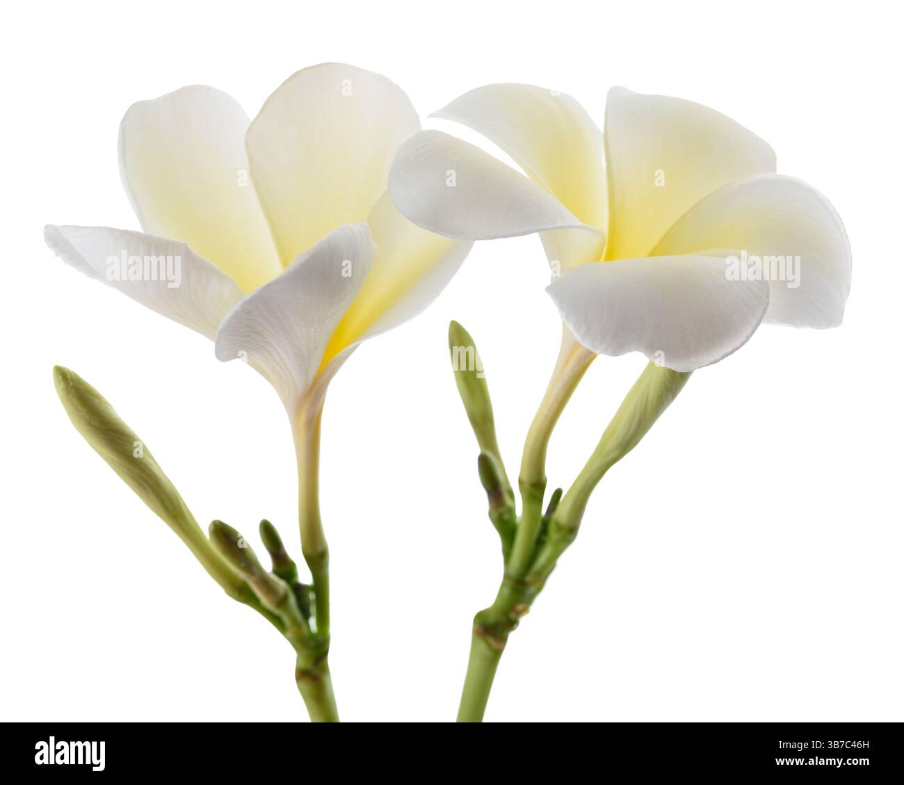 Frangipani blüht isoliert auf weißem Hintergrund Stockfoto