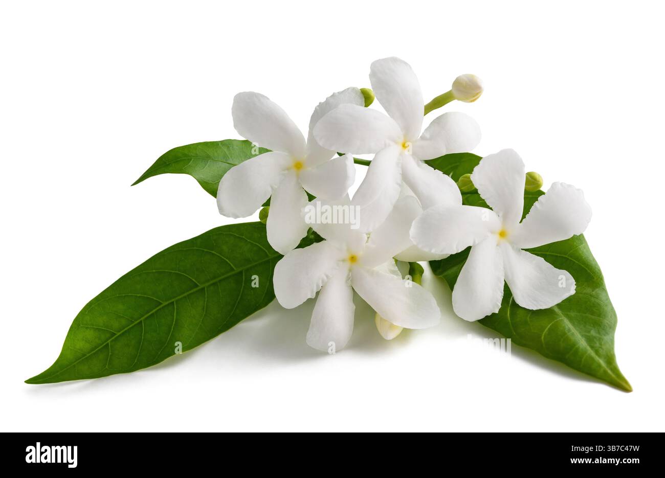 Pinwheel Blumen isoliert auf weißem Hintergrund Stockfoto