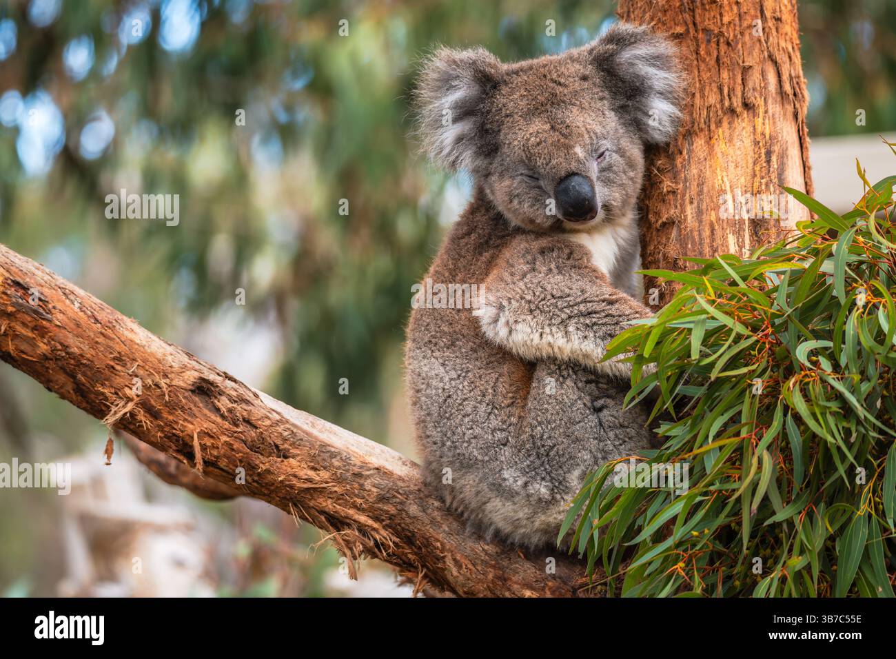 Australischer Koalabär schläft an einem Tag auf Eukalyptuszweig, South Australia Stockfoto