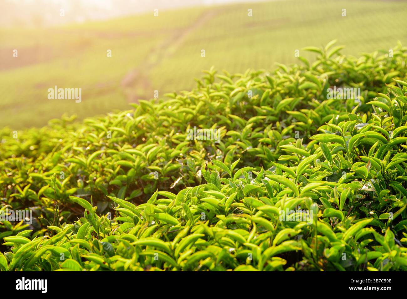 Erstaunliche hellgrüne Teeblätter auf der Teeplantage bei Sonnenuntergang Stockfoto