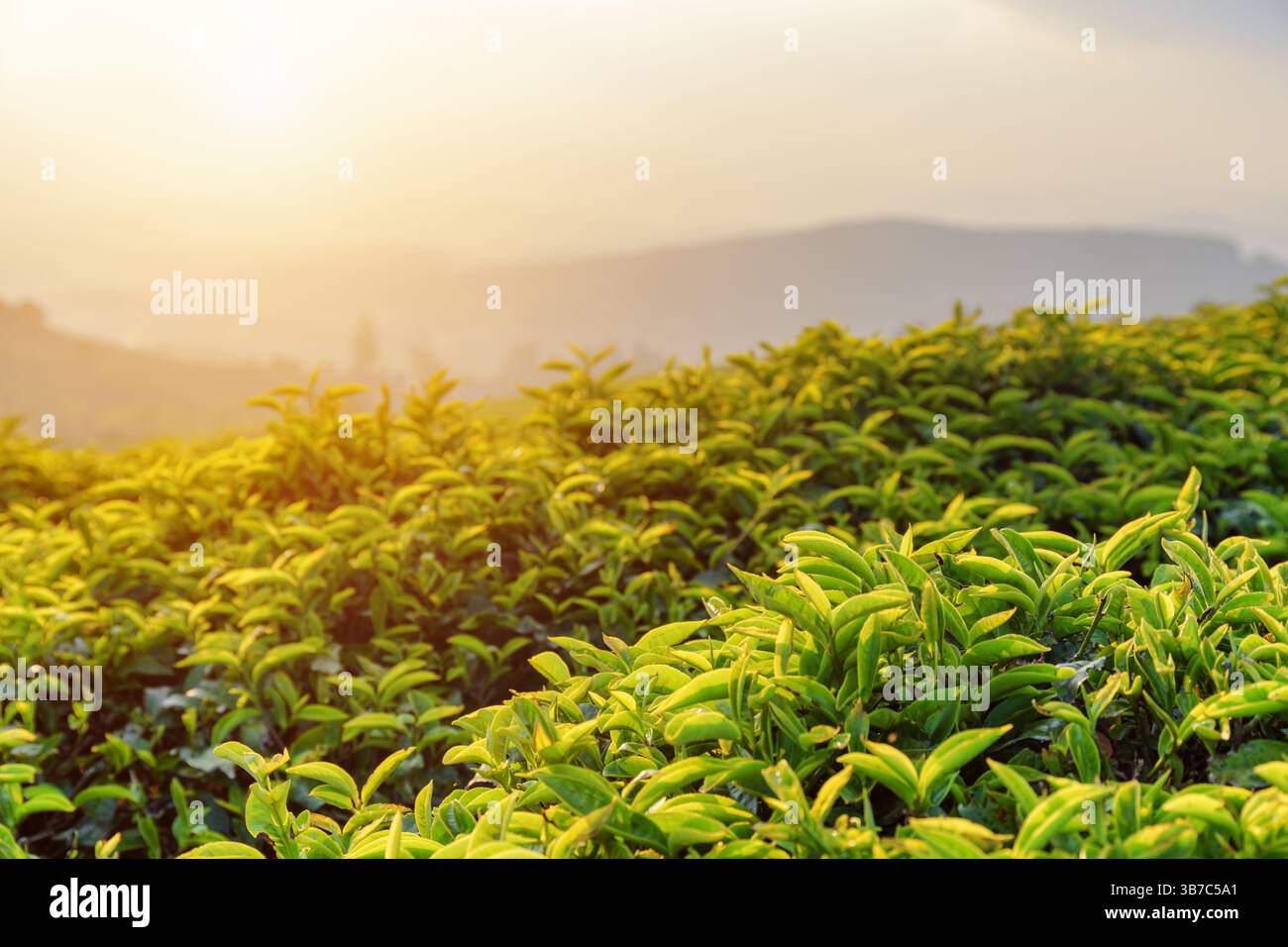 Malerische grüne Teeblätter auf der Teeplantage bei Sonnenuntergang Stockfoto