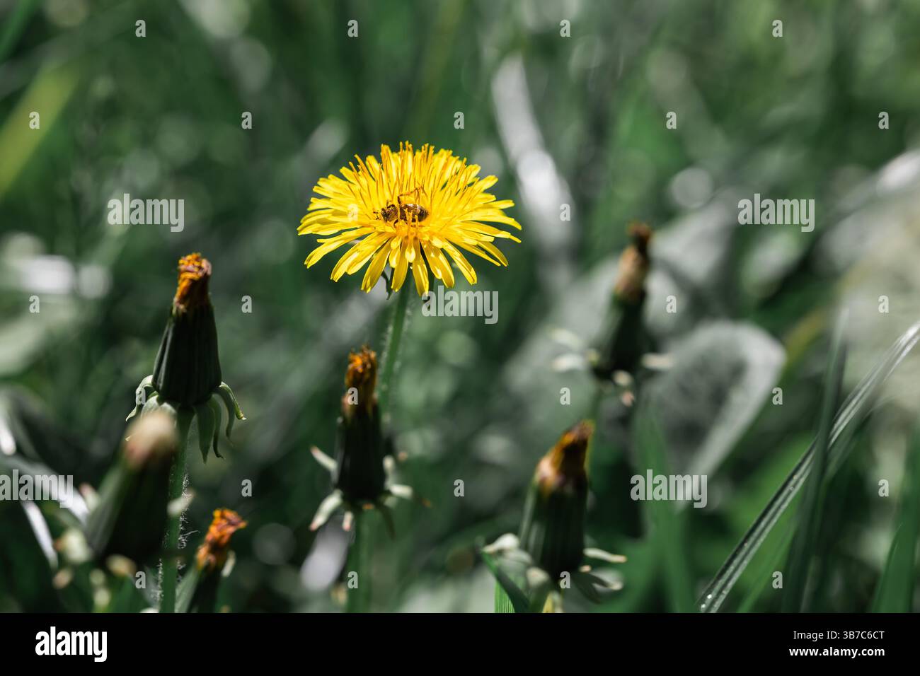 Löwenzahnblume mit Insekten in der Mitte. Hintergrundbild. Stockfoto