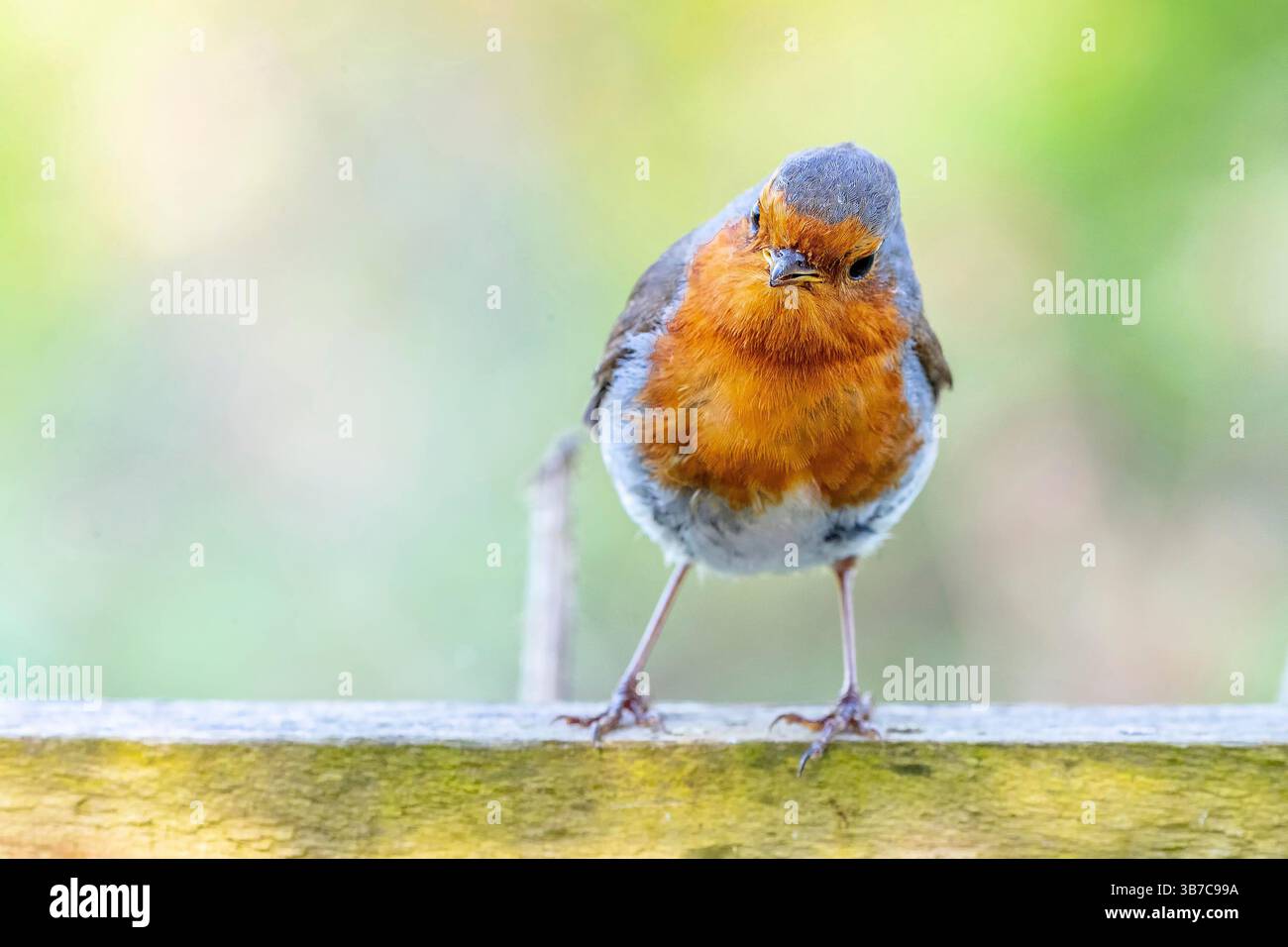 Robin stand am frühen Morgen auf einem Zaun im Summer Leys Naturschutzgebiet, Northamptonshire, England, Großbritannien. Stockfoto