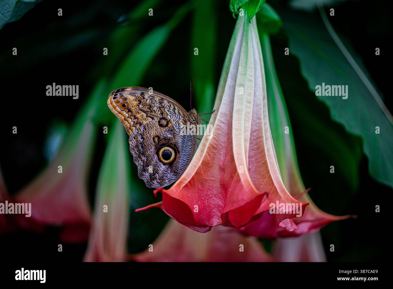 Schöner Schmetterling, der auf einer Blume im Garten sitzt Stockfoto