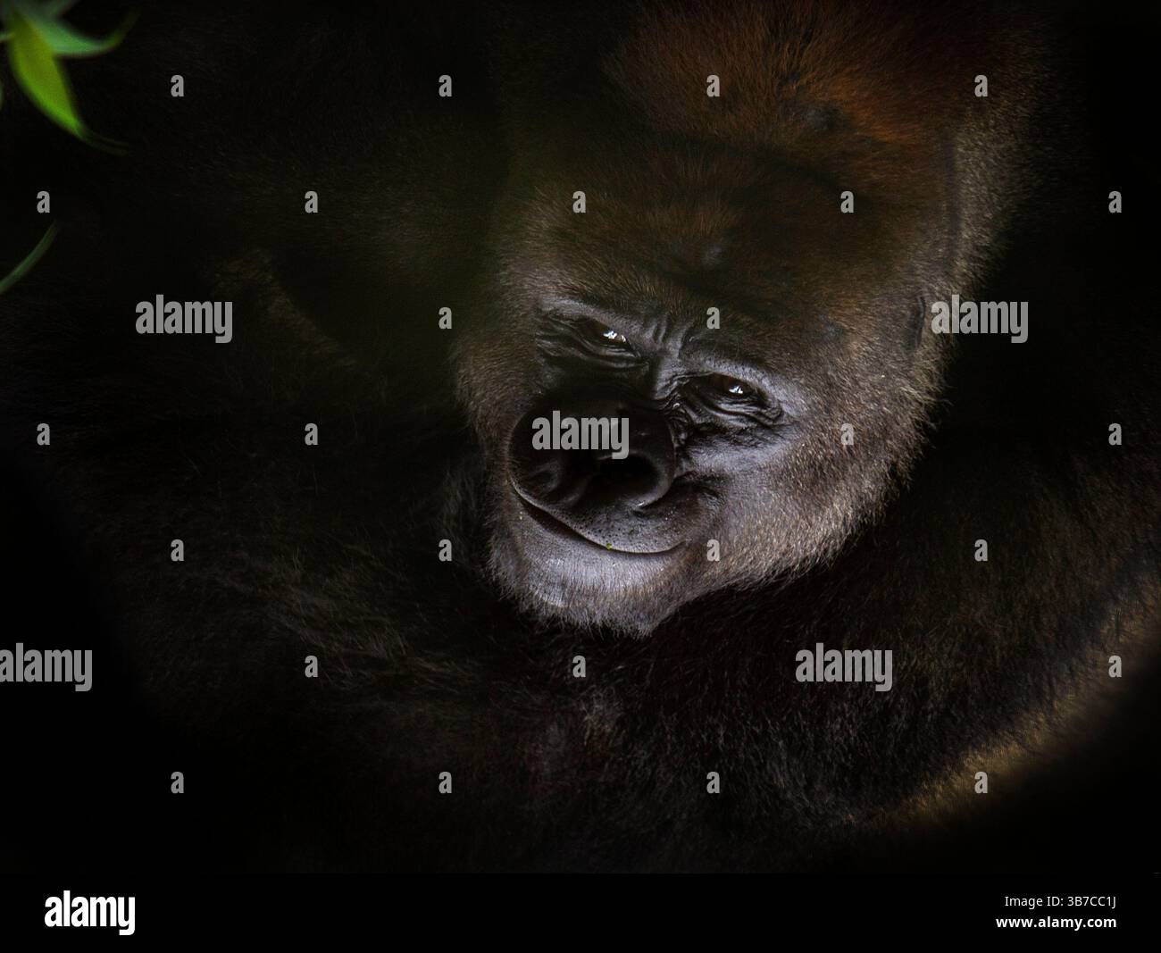 Porträt eines wunderschönen Silberrückengorillas Stockfoto