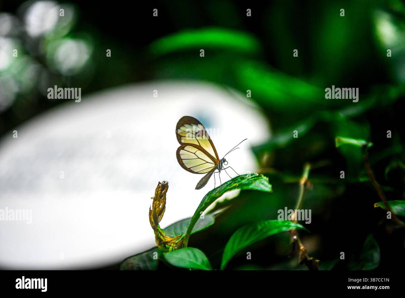 Wunderschöner Glasswing-Schmetterling im Garten Stockfoto