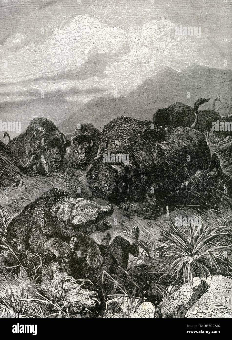 DER GRIZZLYBÄR UND DIE BISONS – der Grizzlybär zieht sich nach einem Kalbangriff aus der Bison-Herde zurück Stockfoto