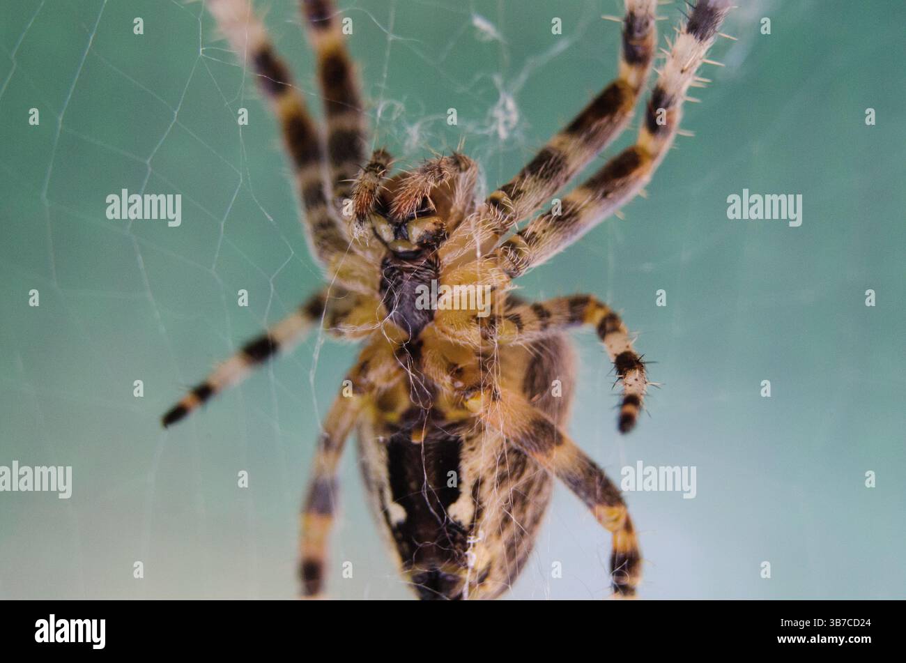 Makrobild der Unterseite einer britischen Spinne mit anatomischen Details, Beinsegmentierung und Körperstruktur – nützlich für biologische Untersuchungen. Stockfoto