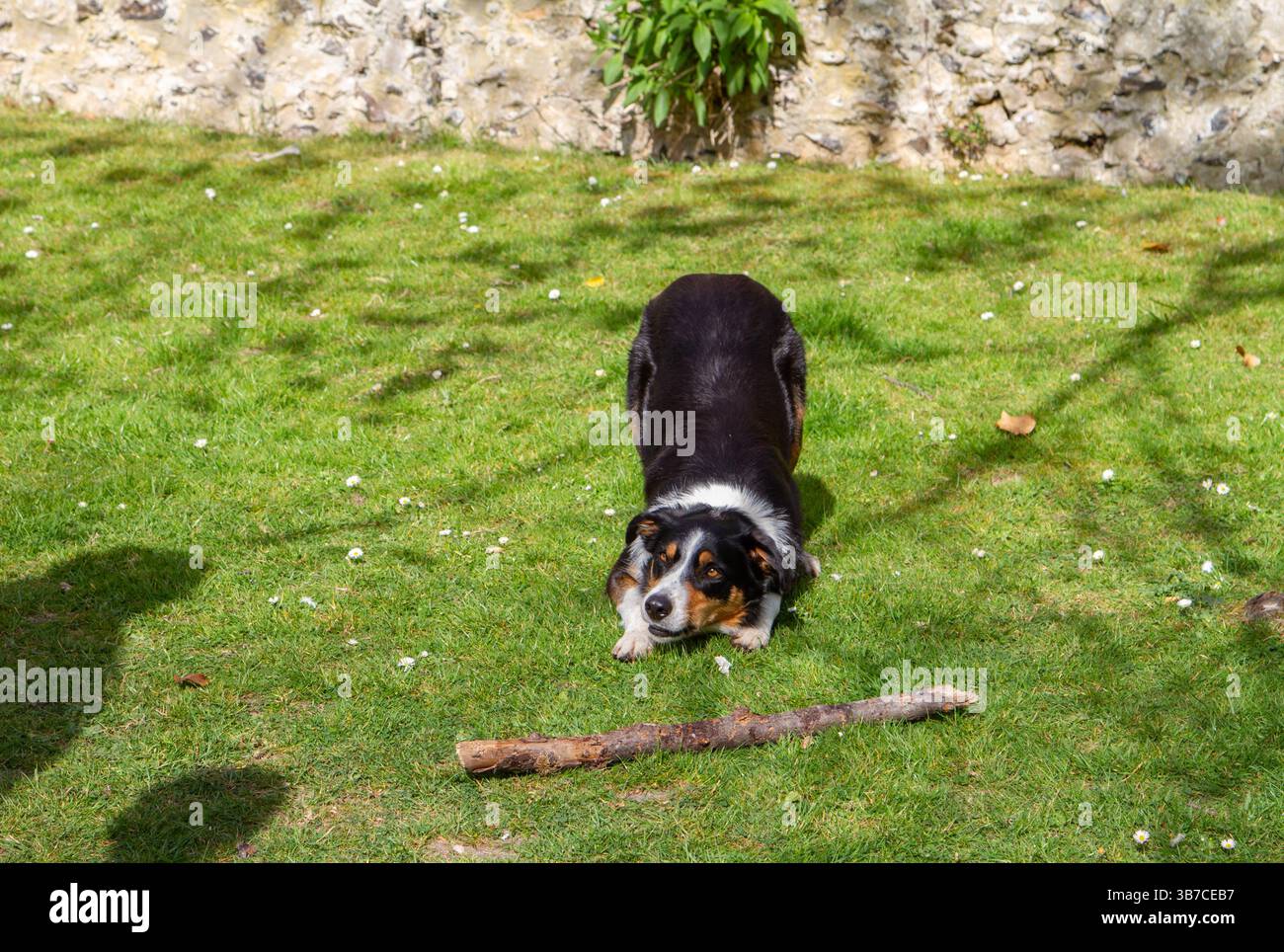 Ein verspielter Collie-Hund, der mit einem Stock spielt Stockfoto