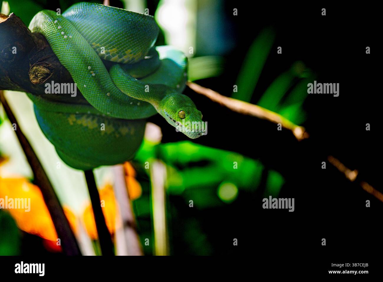 Nahaufnahme einer grünen Pythonschlange auf einem Ast Stockfoto