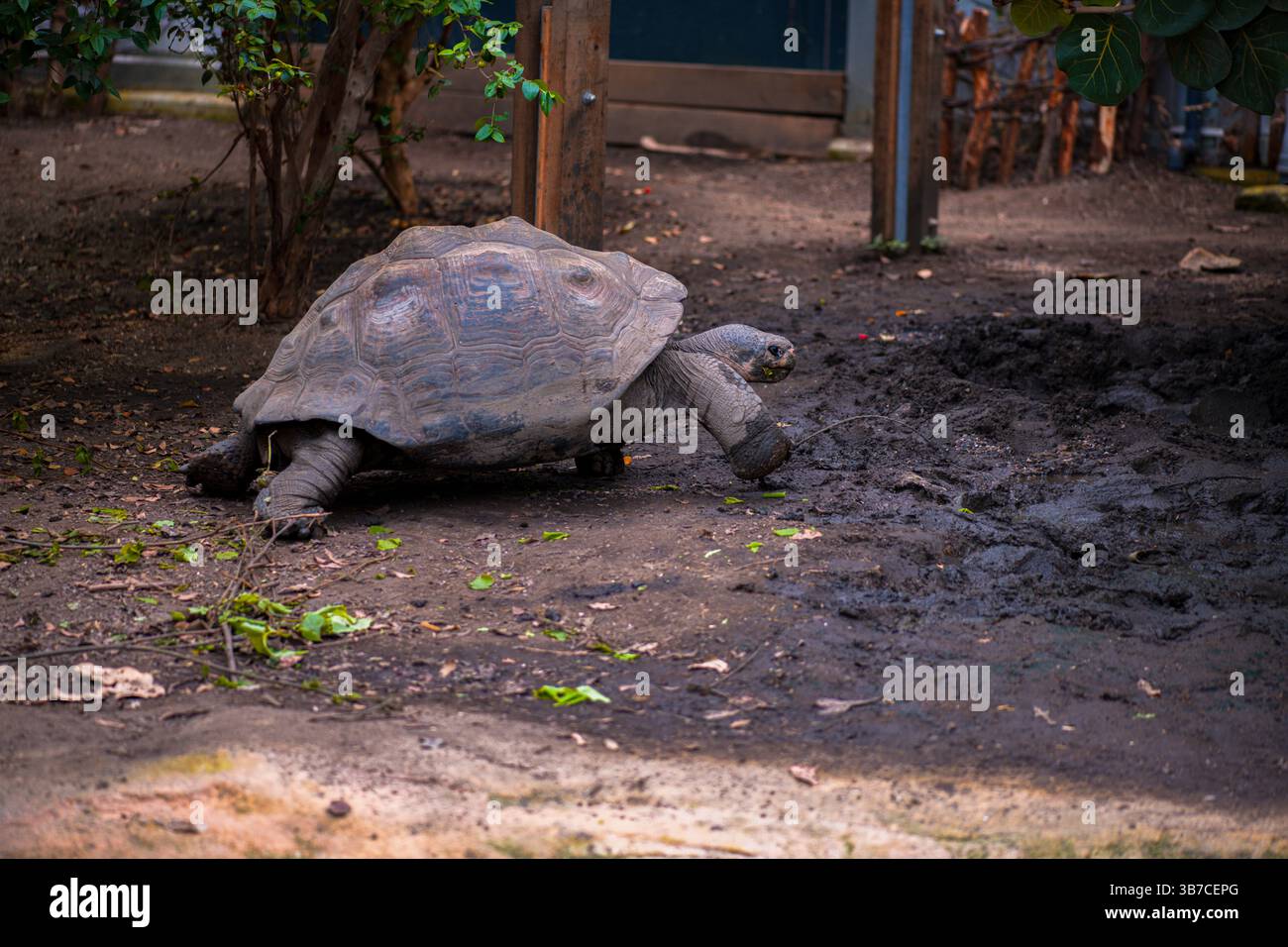 Galapagos Riesenschildkröte im Zoo Stockfoto