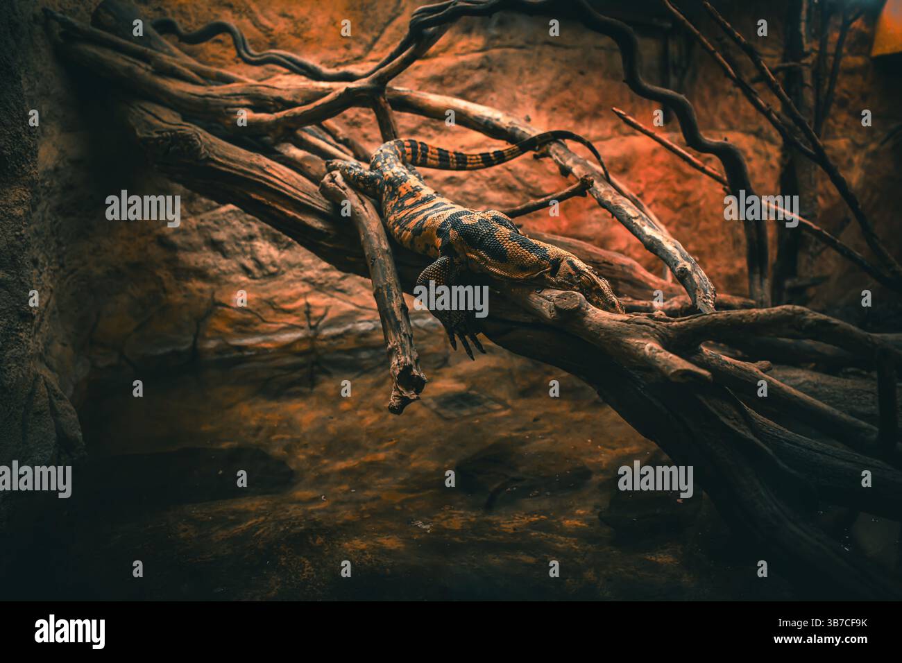 Komodo-Drache sitzt auf einem Felsen Stockfoto