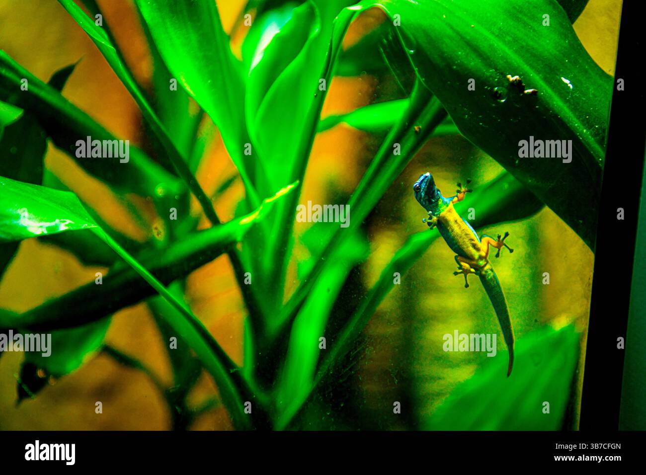 Blauer Gecko im Aquarium Stockfoto