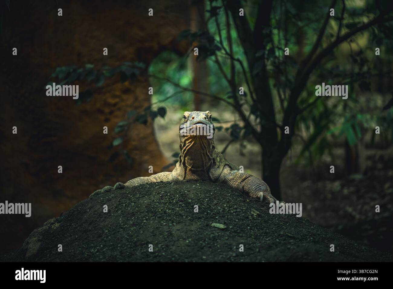 Komodo-Drache sitzt auf einem Felsen Stockfoto