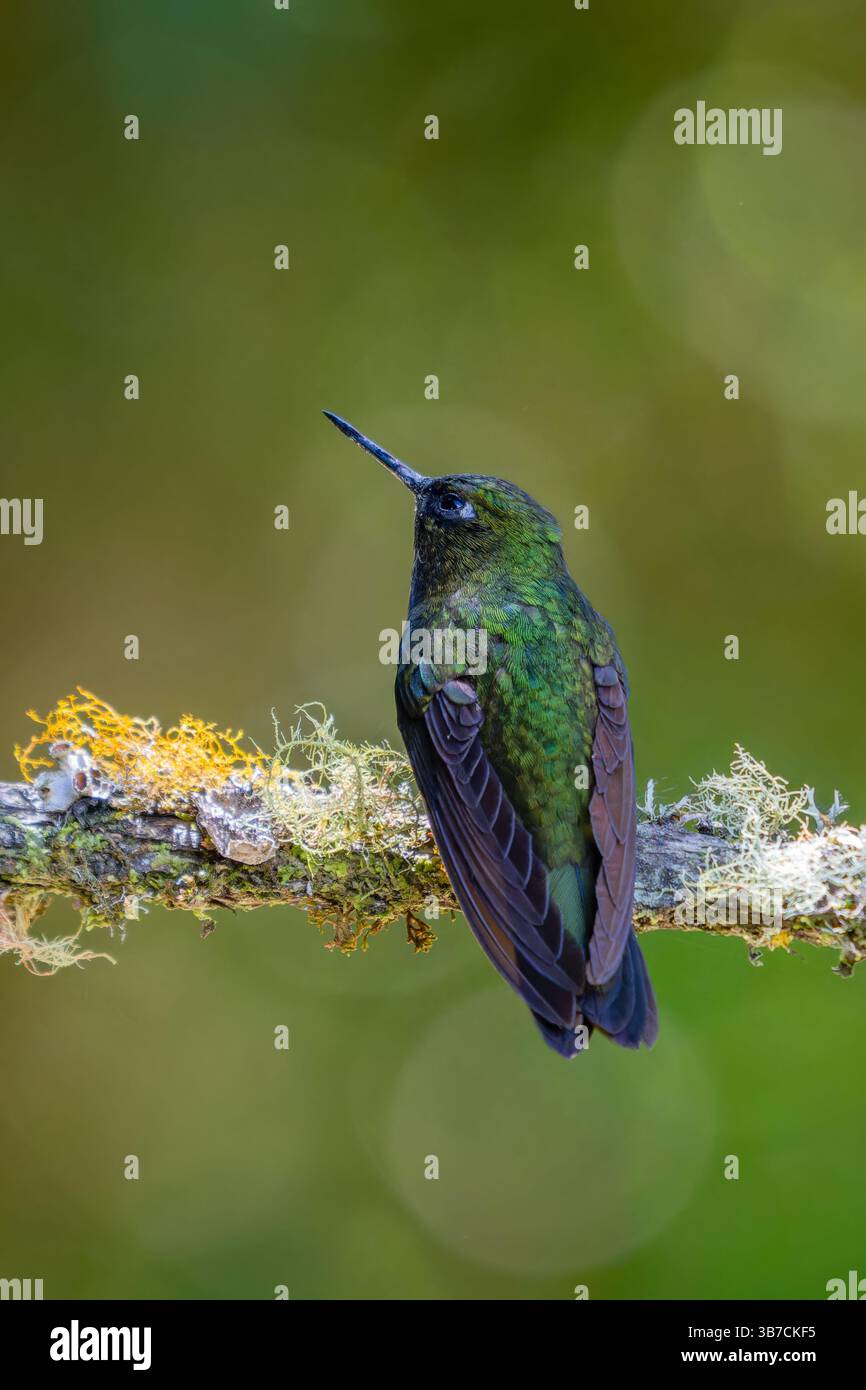 Ein Tourmaline Sunangel, Heliangelus exortis, thront auf einem Ast im Hochland Kolumbiens. Stockfoto