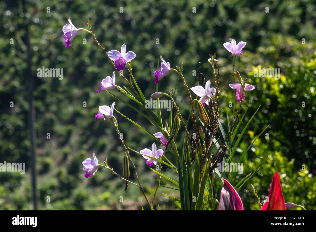 Cattleya Orchideen im Garten einer kleinen, familiengeführten Kaffeeplantage in der Nähe von Jardin, Kolumbien. Stockfoto