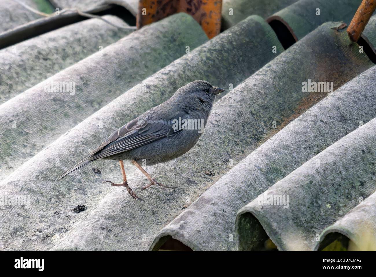 Ein Plumbeous Sierra Finch, Geospizopsis unicolor, an der Ranger Station im Los Nevados Nationalpark, Kolumbien. Stockfoto