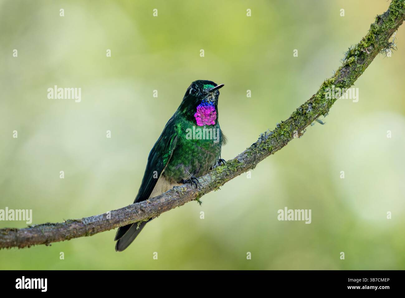 Ein männlicher Tourmaline Sunangel, Heliangelus exortis, auf einem Ast im Hochland Kolumbiens. Stockfoto