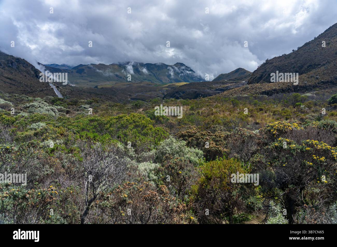Vegetation im Paramo-Ökosystem in hoher Höhe im Los Nevados National Natural Park in Kolumbien. Stockfoto