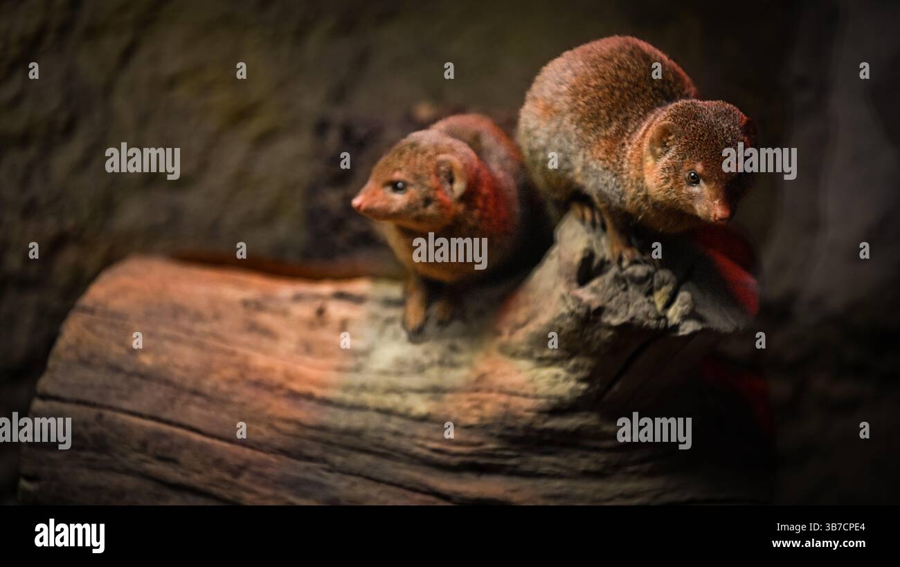 Nahaufnahme von Mungos im Zoo Stockfoto
