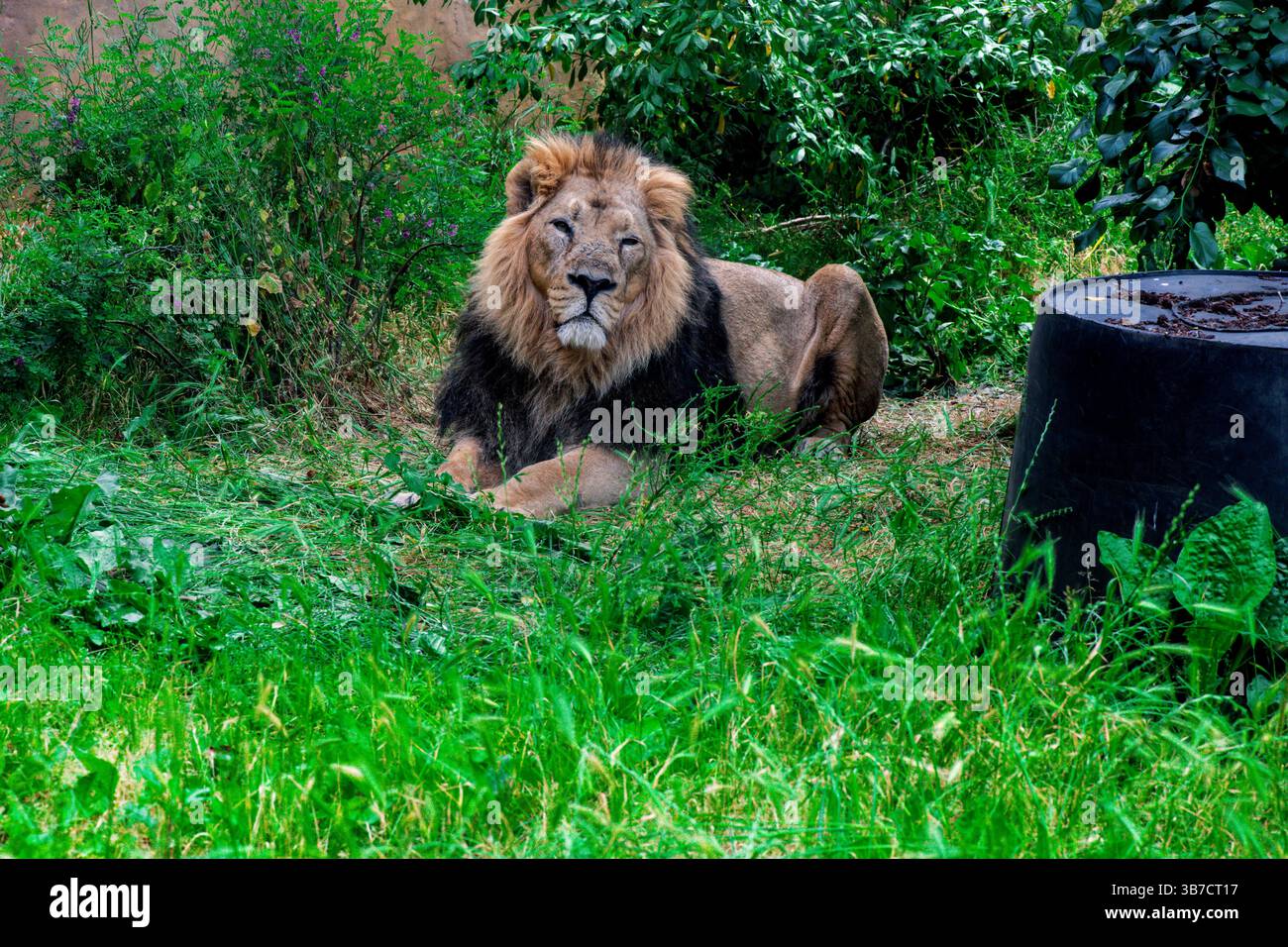 Großer Löwe, der im Gras ruht Stockfoto