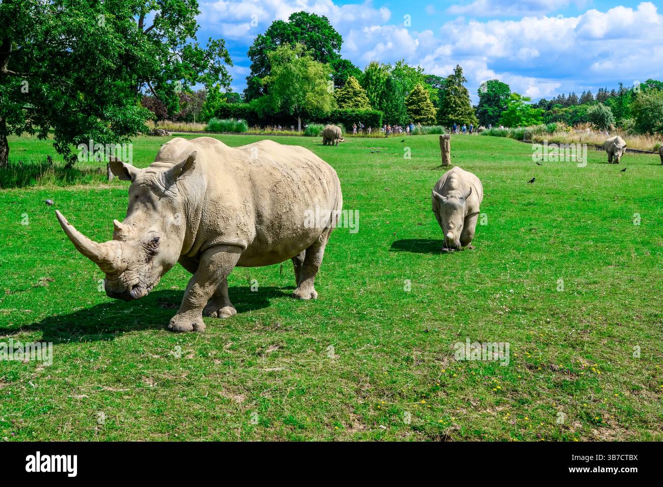 Nashorn mit seiner Mutter im Zoo Stockfoto