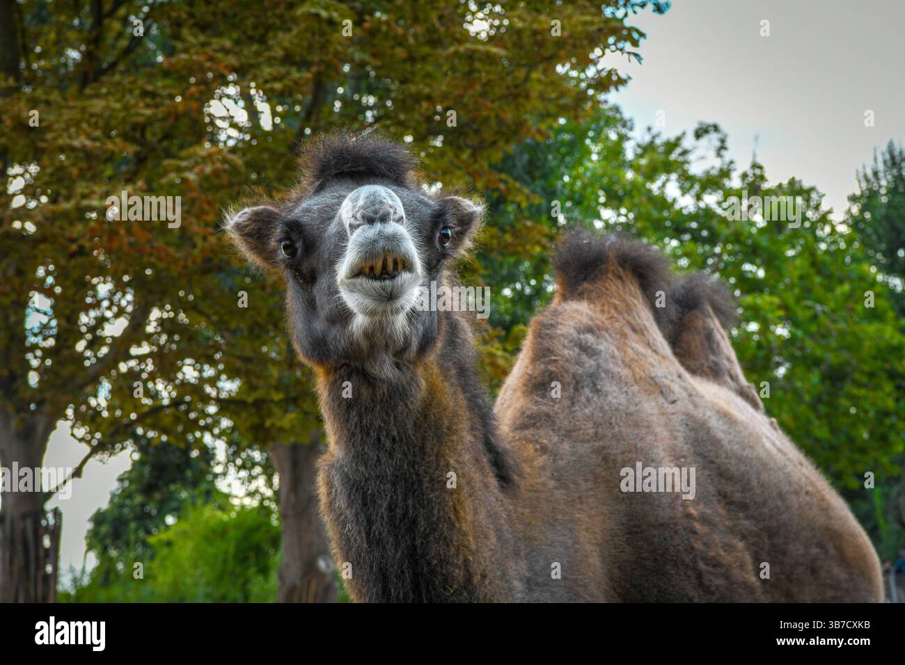 Baktrisches Kamel im Zoo Stockfoto