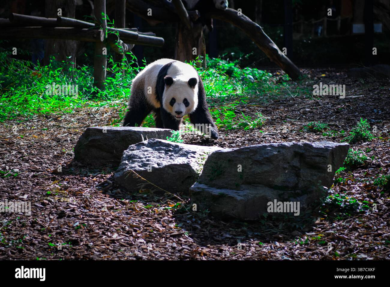 Riesiger Panda im Zoo Stockfoto