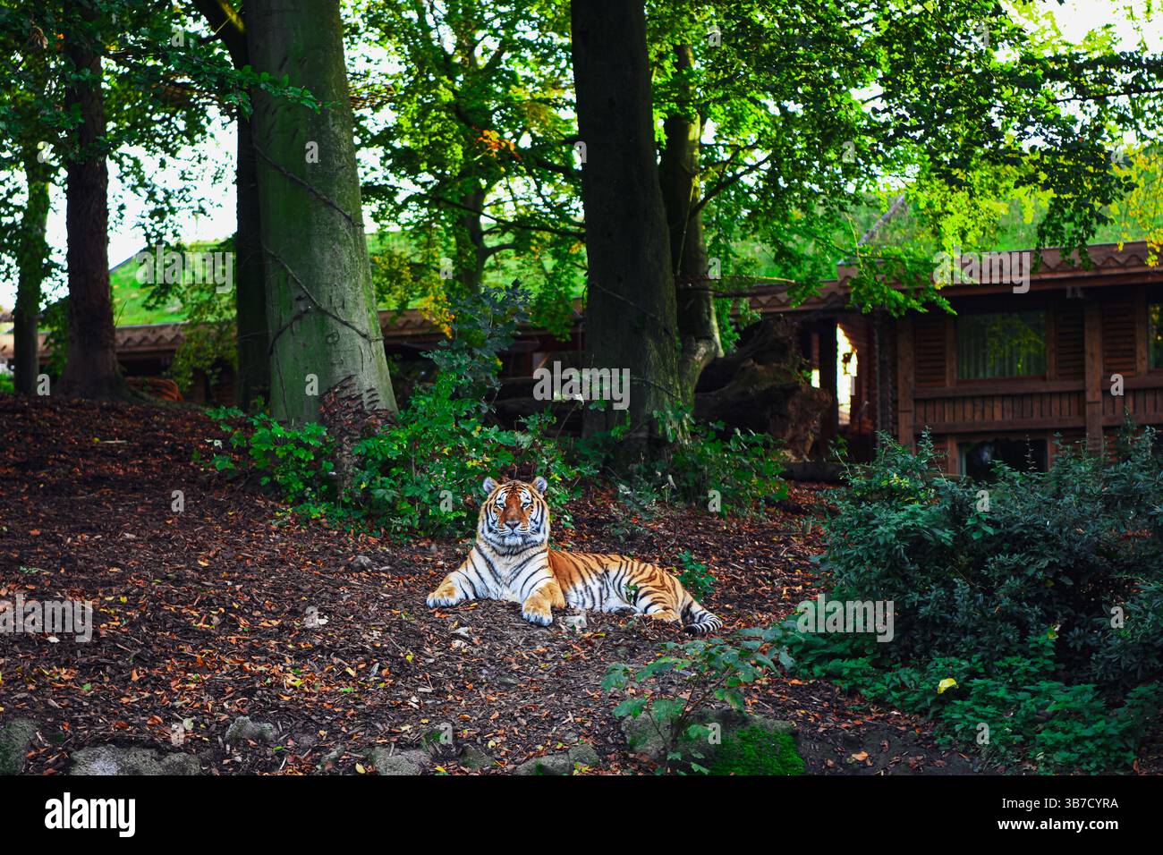 Sibirischer Tiger, der im Wald ruht Stockfoto