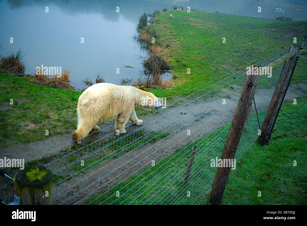 Großer Eisbär, der im Zoo spaziert Stockfoto