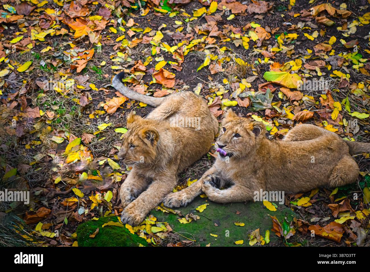 Zwei Löwenjungen im Zoo, die zwischen Herbstblättern ruhen Stockfoto