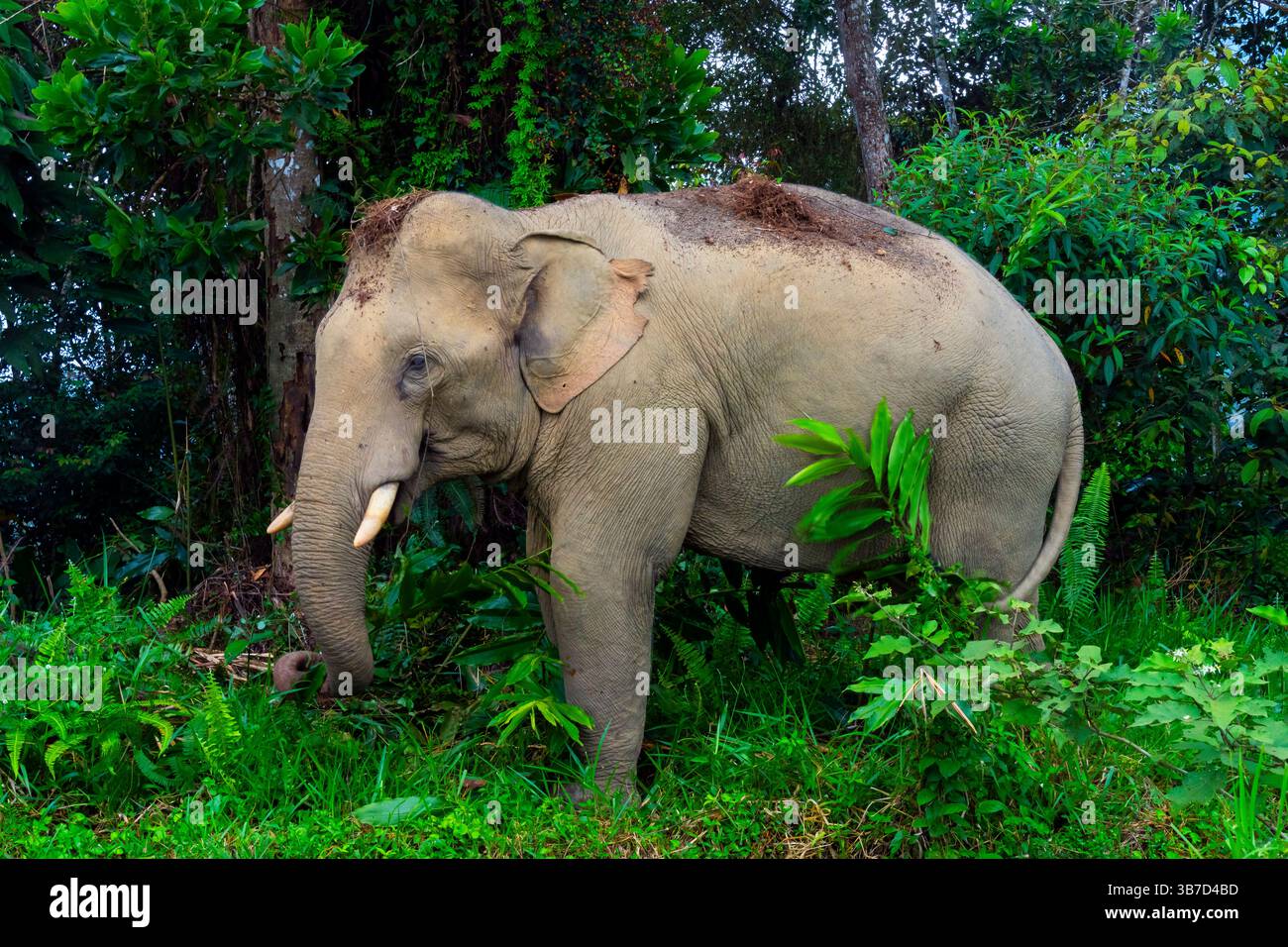 Asiatischer Elefant (Maximus elephas indicus) im Belum-Temengor-Komplex im Norden der malaysischen Halbinsel. Stockfoto Asiatischer Elefant (Maximus elephas indicus) im Belum-Temengor-Komplex im Norden der malaysischen Halbinsel. Stockfoto