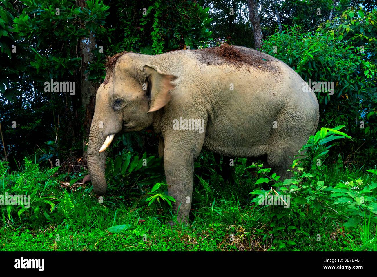 Asiatischer Elefant (Maximus elephas indicus) im Belum-Temengor-Komplex im Norden der malaysischen Halbinsel. Stockfoto Asiatischer Elefant (Maximus elephas indicus) im Belum-Temengor-Komplex im Norden der malaysischen Halbinsel. Stockfoto