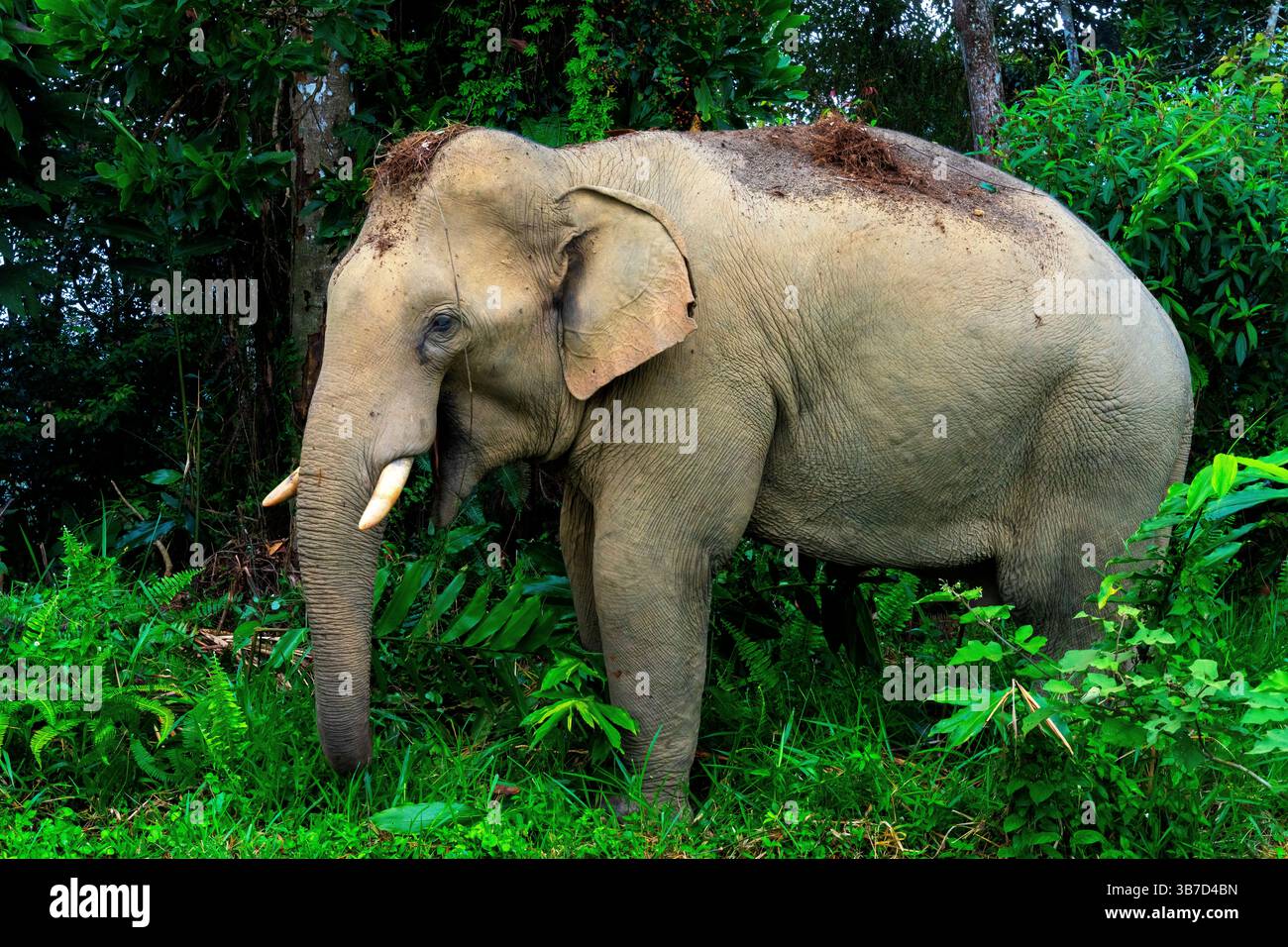 Asiatischer Elefant (Maximus elephas indicus) im Belum-Temengor-Komplex im Norden der malaysischen Halbinsel. Stockfoto Asiatischer Elefant (Maximus elephas indicus) im Belum-Temengor-Komplex im Norden der malaysischen Halbinsel. Stockfoto