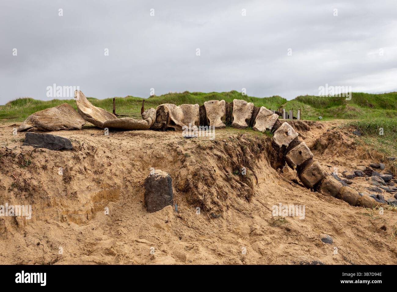 Pottwal-Wirbelknochen wurden am goldenen Ytri Tunga-Strand auf der Halbinsel Snaefellsnes in Island gespült. Stockfoto