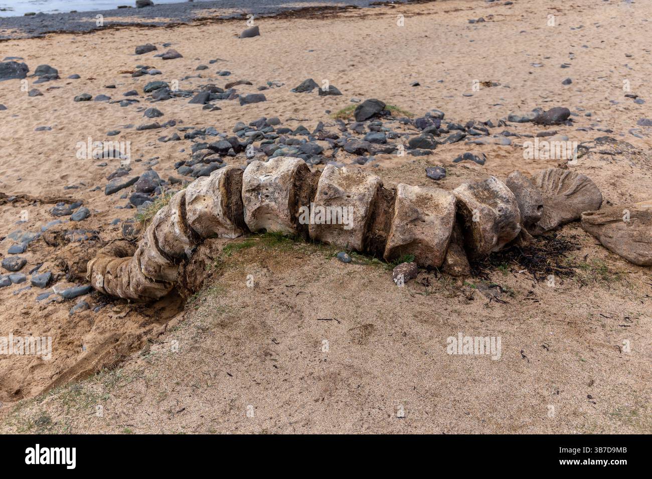 Pottwal-Wirbelknochen wurden am goldenen Ytri Tunga-Strand auf der Halbinsel Snaefellsnes in Island gespült. Stockfoto