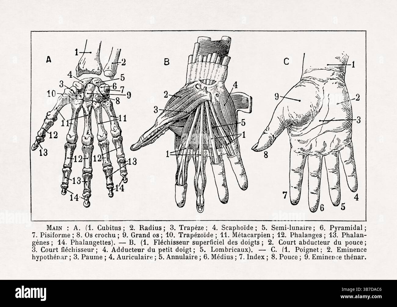 Illustration über die menschliche Handanatomie, gedruckt in einem französischen Wörterbuch des späten 19. Jahrhunderts. Stockfoto