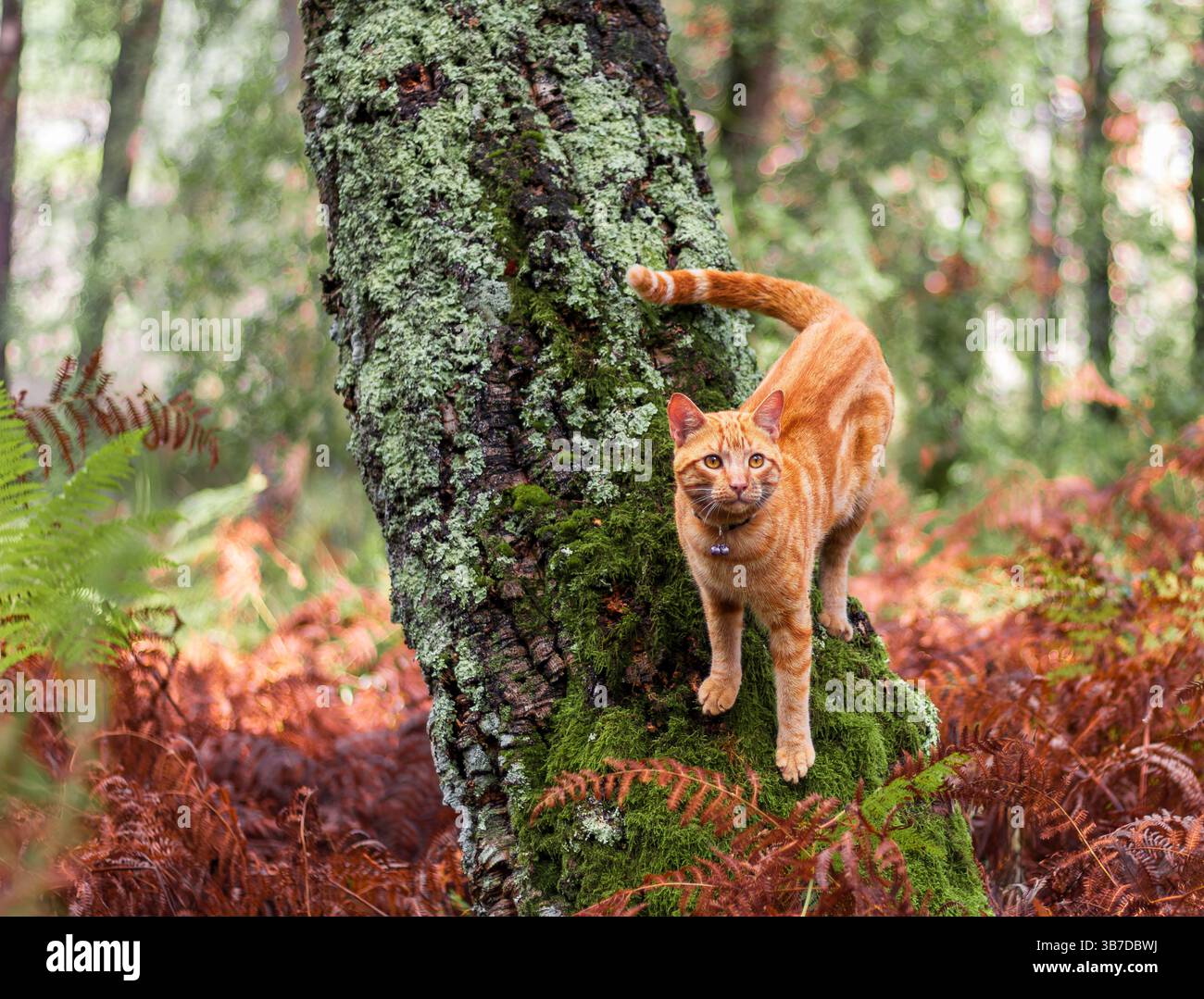 Ingwerkatze im Herbstwald Stockfoto