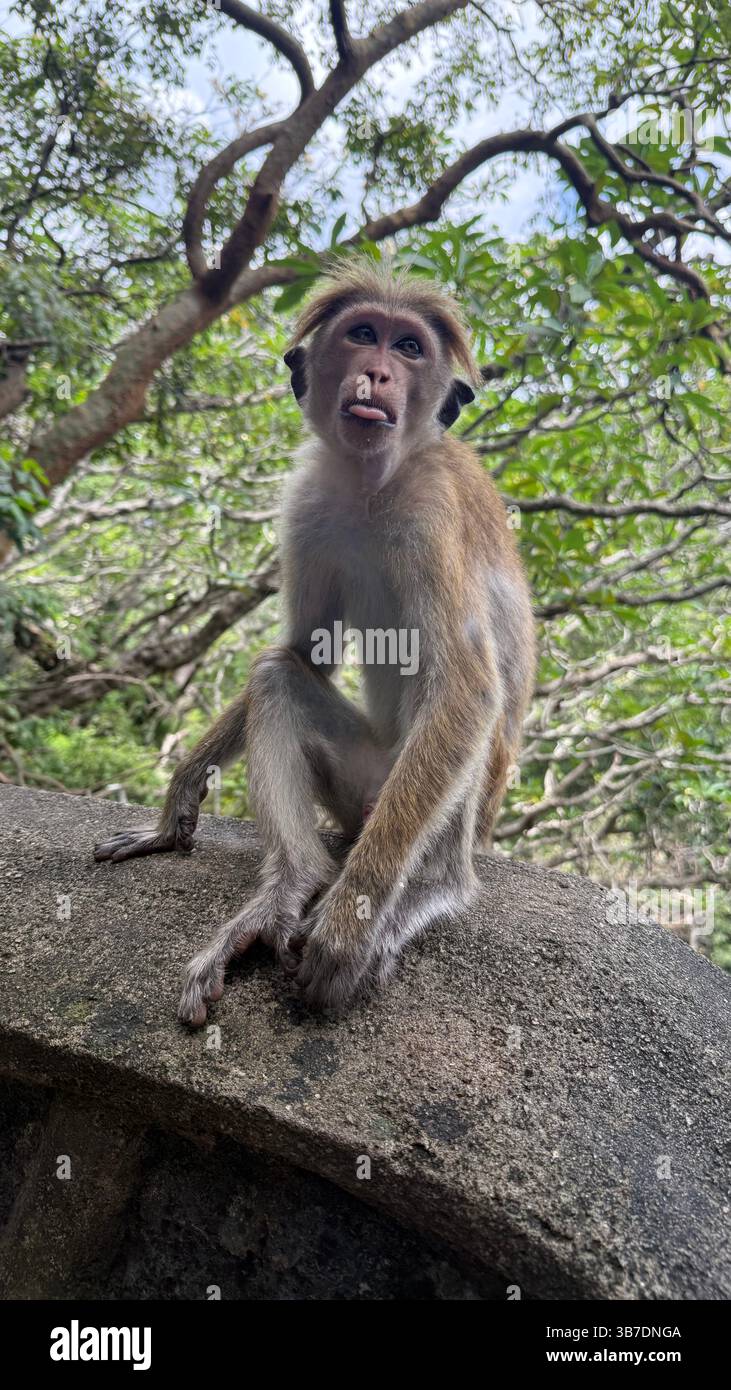 Makaken-Affe, der auf einer alten Steinmauer im Dambulla-Höhlentempel in Sri Lanka sitzt - Smartphone-aufgenommenes Stockfoto
