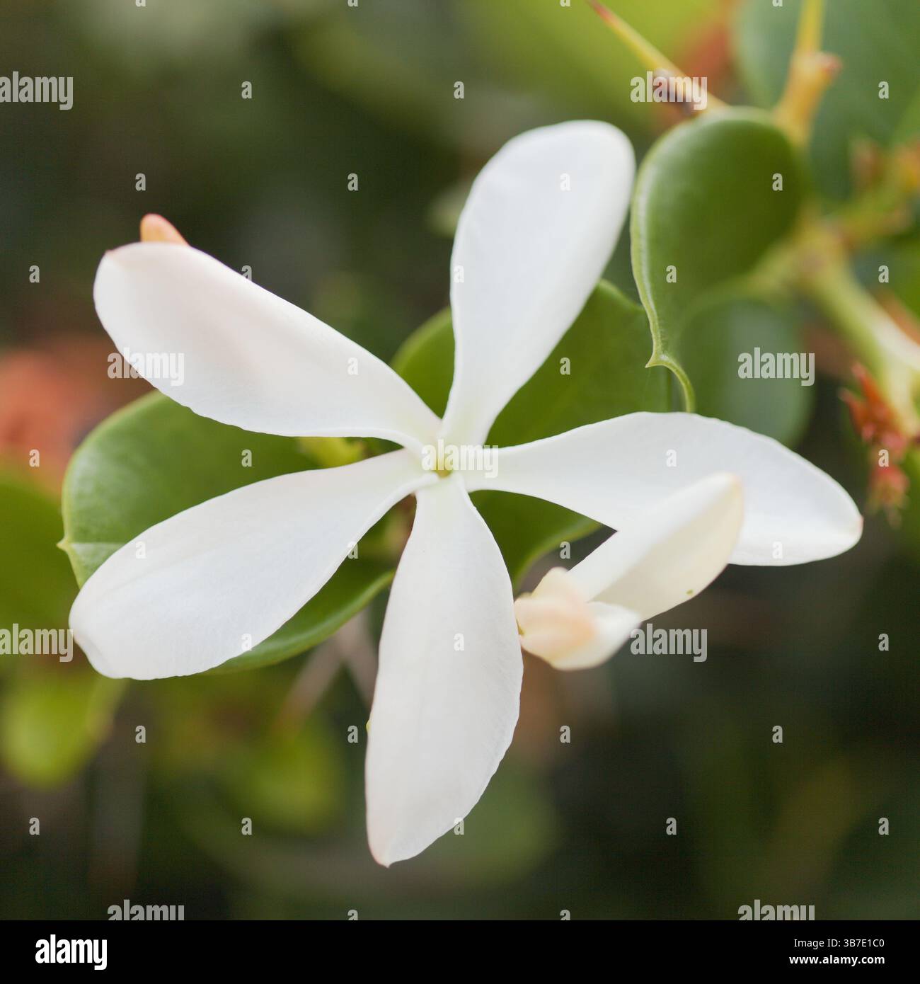 Weiße Blüten von Carissa macrocarpa, Natal Pflaume, natürlicher Makro-floraler Hintergrund Stockfoto