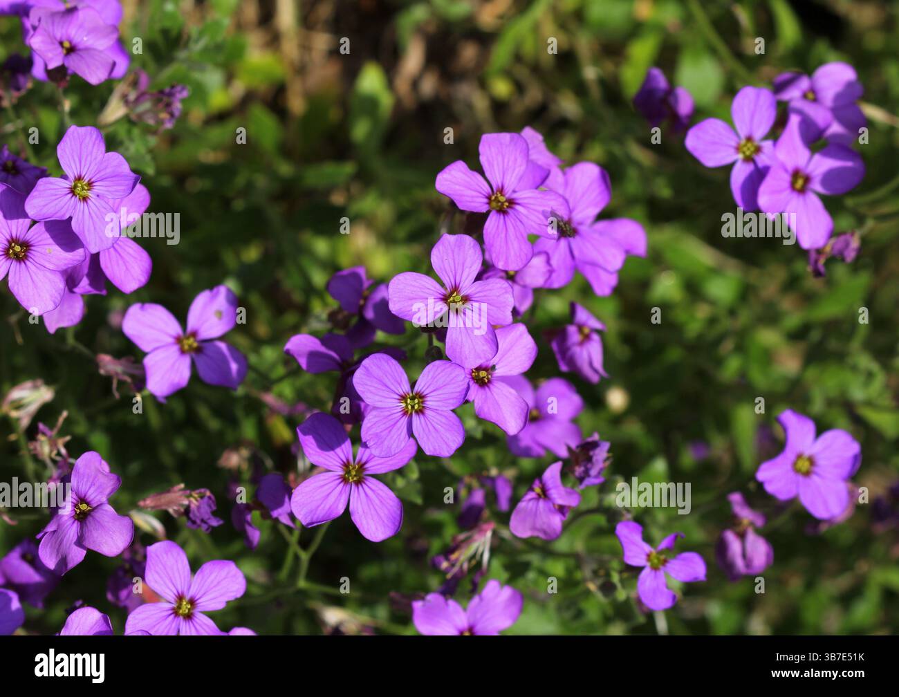 Die wunderschönen lila Blumen von Aubrieta im Frühling, Großbritannien. Stockfoto