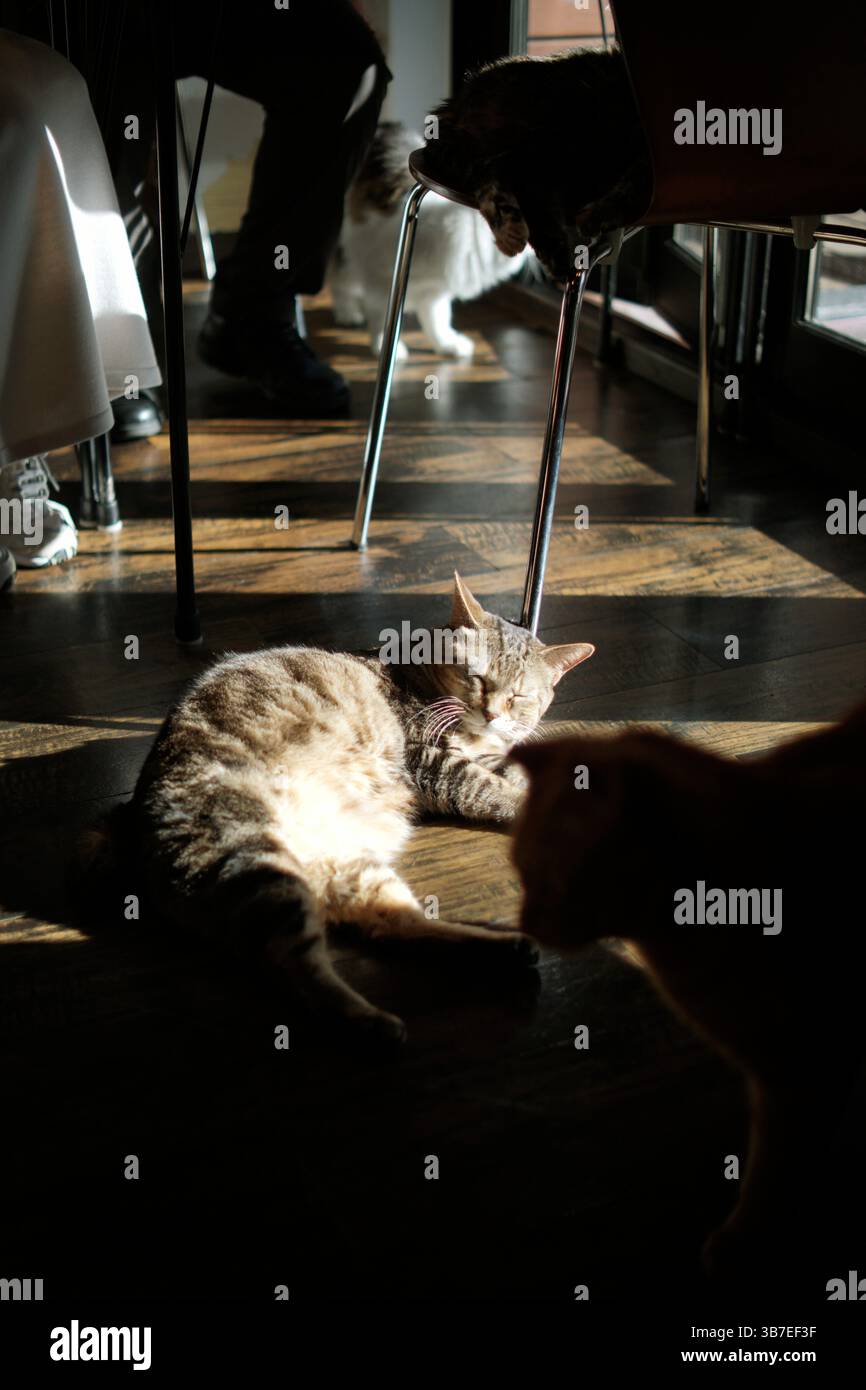 Eine Katze, die auf dem Holzboden schläft, während sie im Sonnenlicht baden. Stockfoto